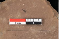Foto (Detailansicht) von Pinus palaeostrobus Ettingshausen (NHMW-GEO-2024-0188-0211)